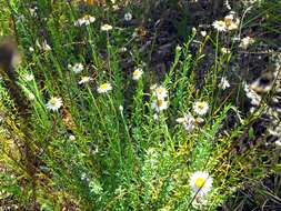 Imagem de Rhodanthe anthemoides (Spreng.) P. G. Wilson