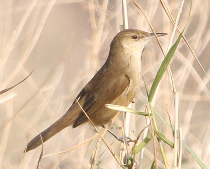 Image of Clamorous Reed Warbler