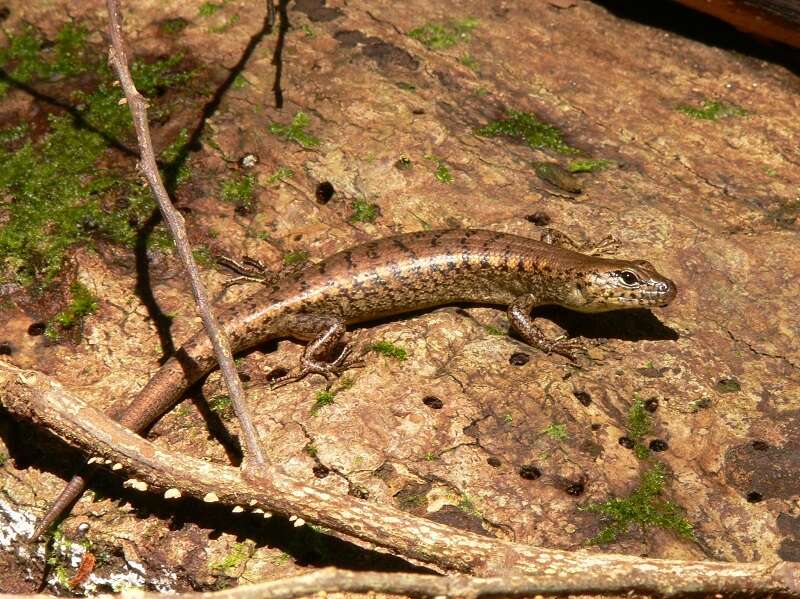 Image of Rainforest Water-skink