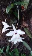 Image of pale laelia