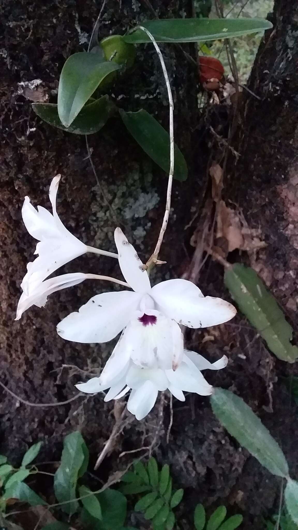 Plancia ëd Laelia rubescens Lindl.