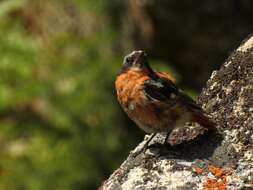 Image of Eversmann's Redstart