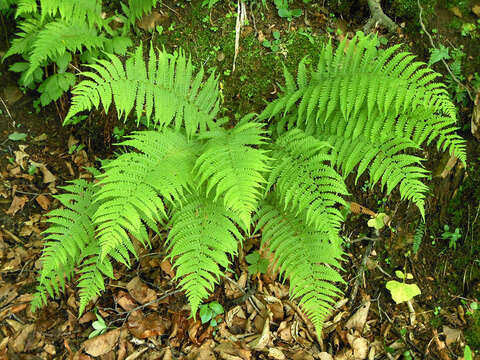 Image of Deparia pycnosora (Christ) M. Kato