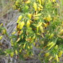 Image of Erica melastoma subsp. melastoma