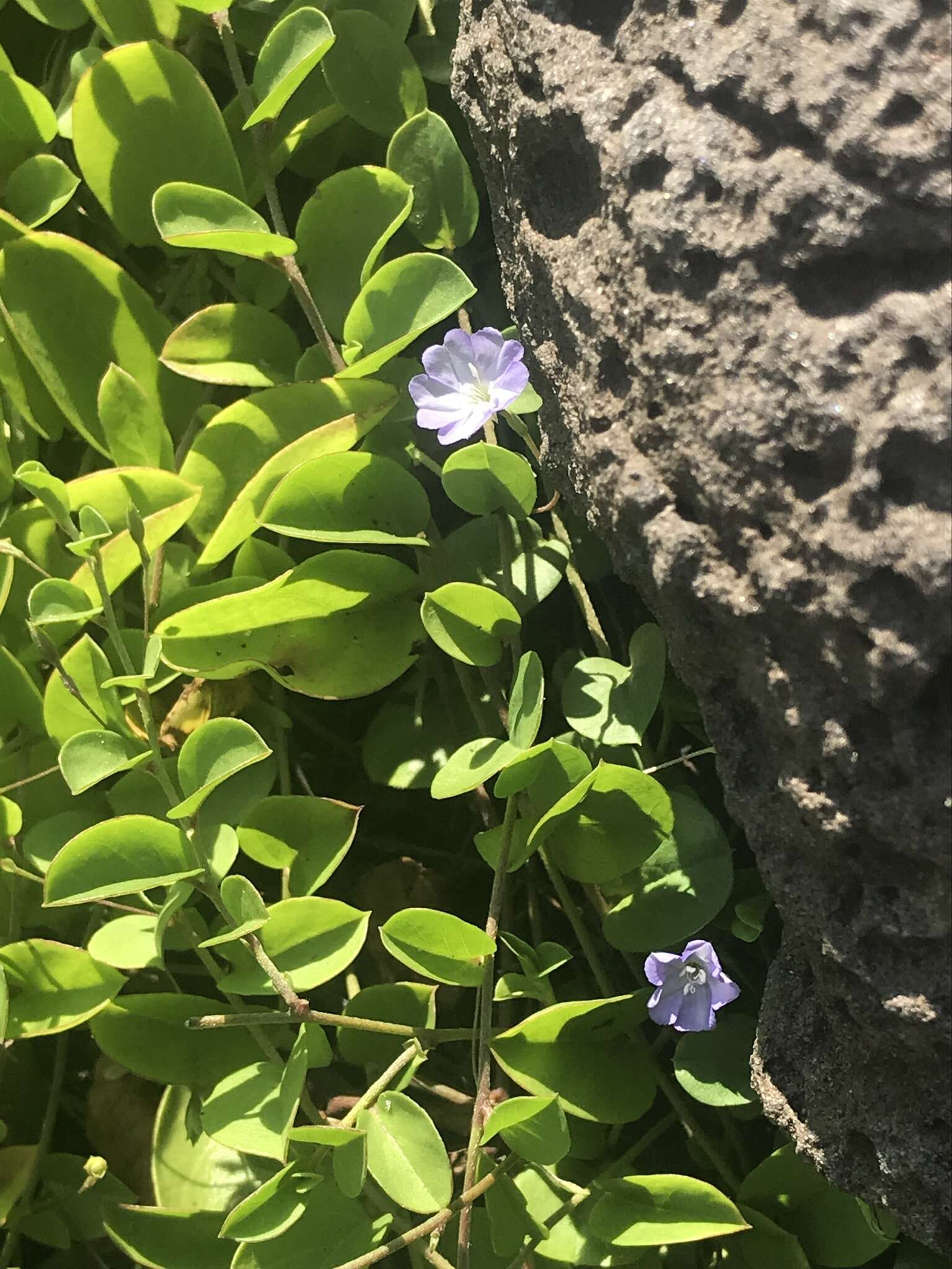 Image of Dwarf Bindweed