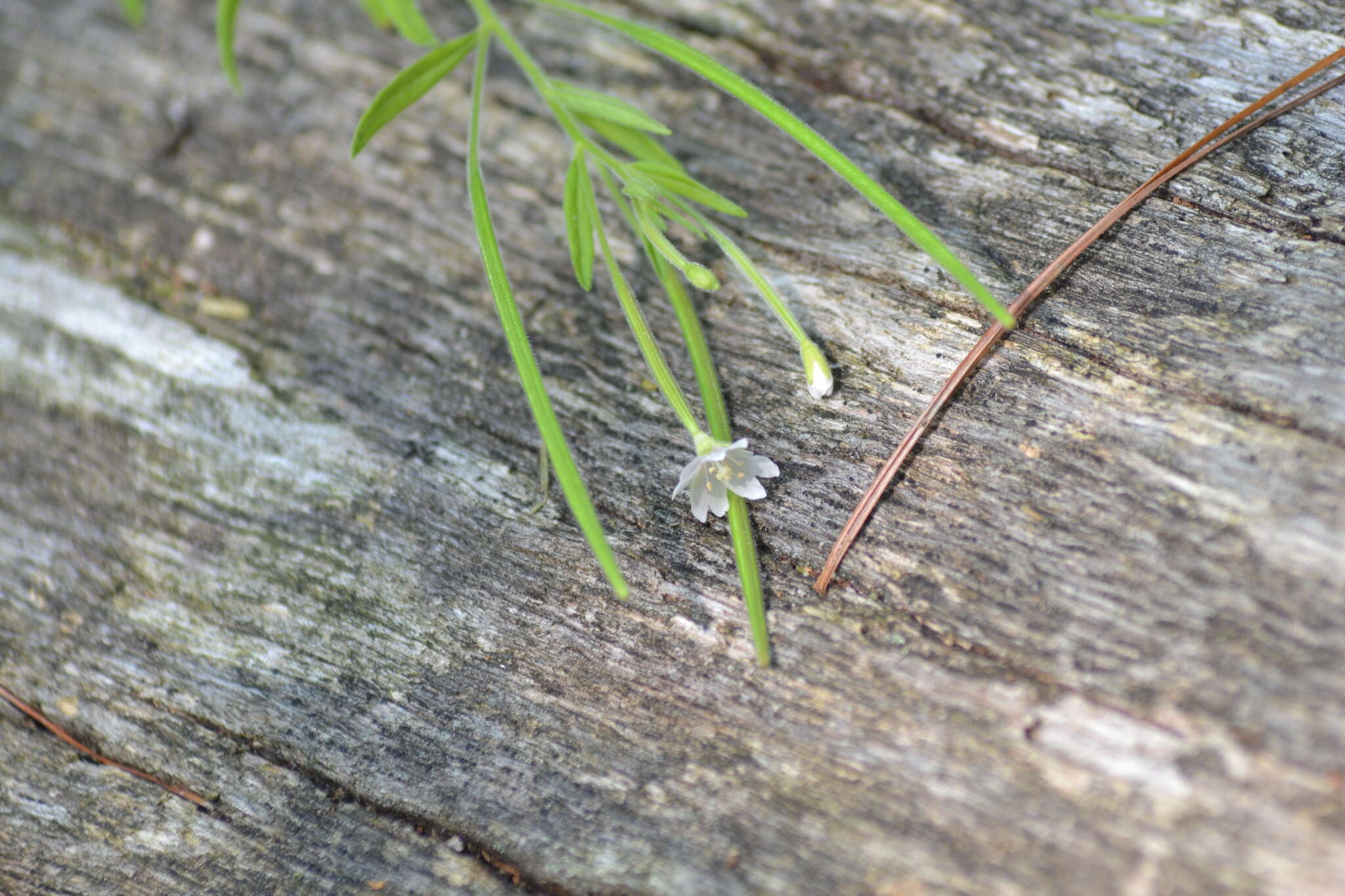 Image of Downy Willowherb