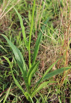 Image of Carolina desert-chicory