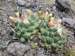 Image of Coryphantha ottonis (Pfeiff.) Lem.