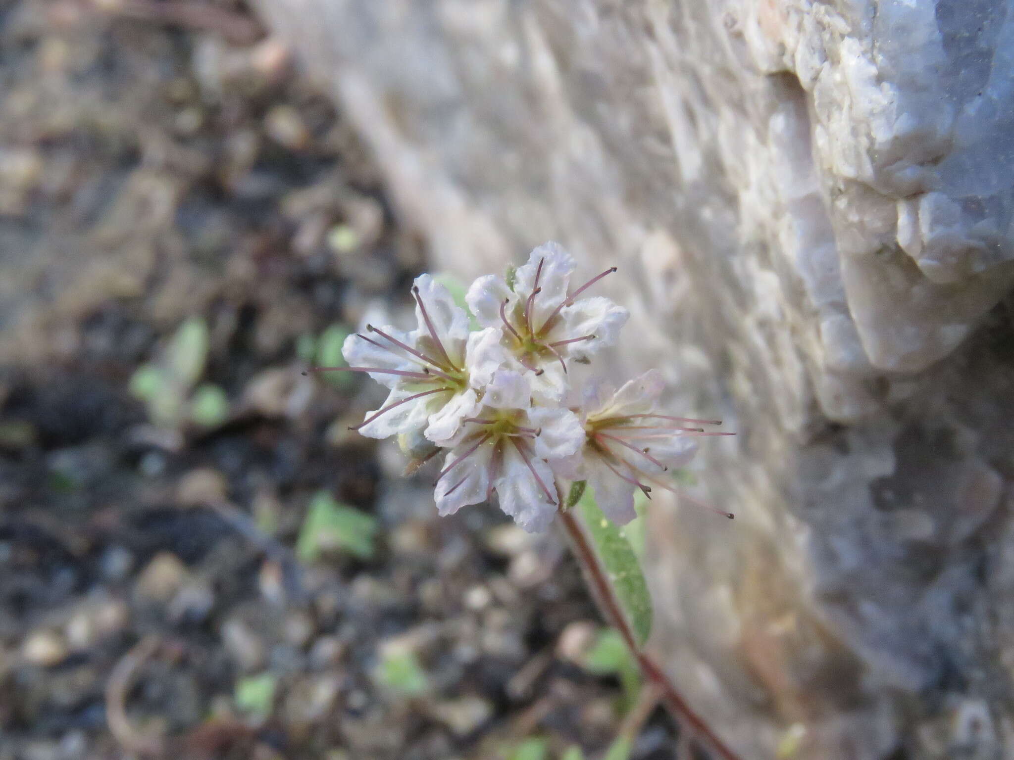 Image of Mojave phacelia