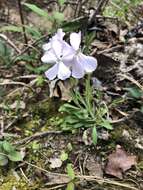 Слика од Silene caroliniana subsp. wherryi (Small) R. T. Clausen