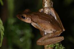 Image of Bongao tree frog