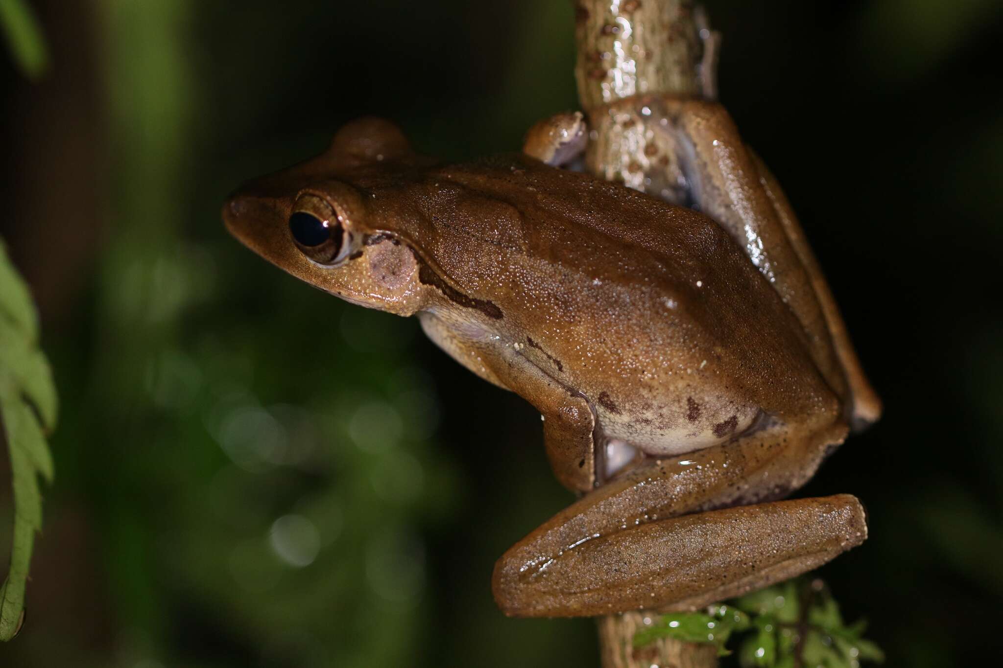 Imagem de Polypedates macrotis (Boulenger 1891)