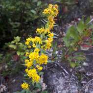 Image of downy goldenrod