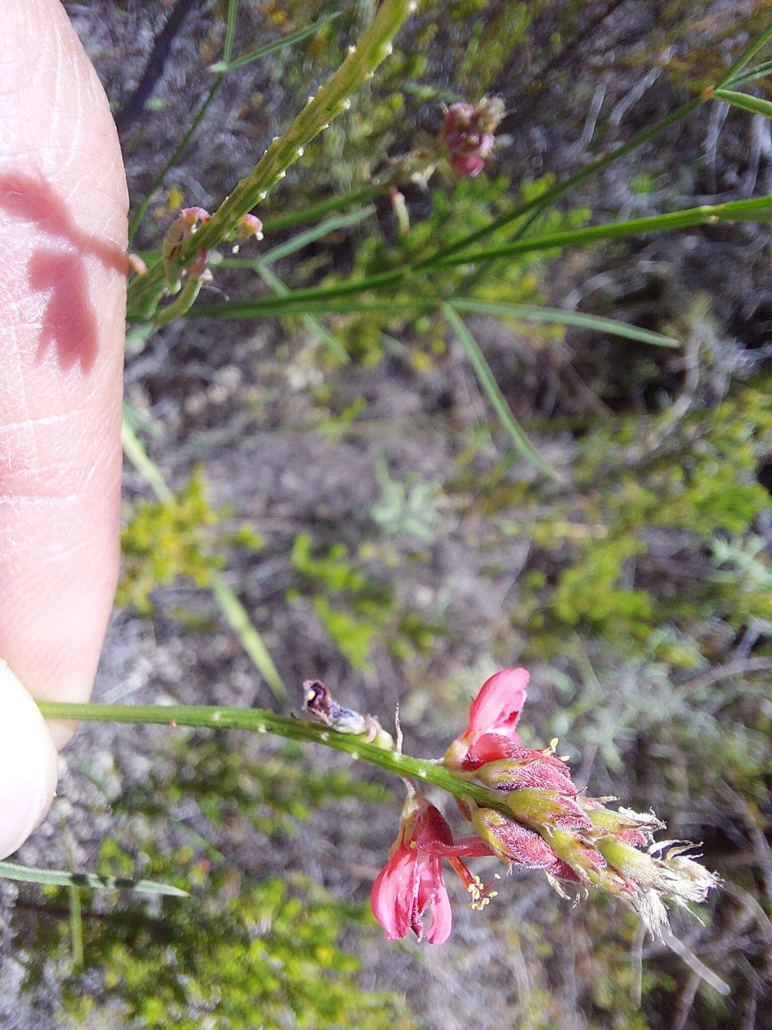 Plancia ëd Indigofera triquetra E. Mey.