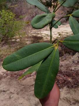 Imagem de Garcinia pervillei (Planch. & Triana) Vesque