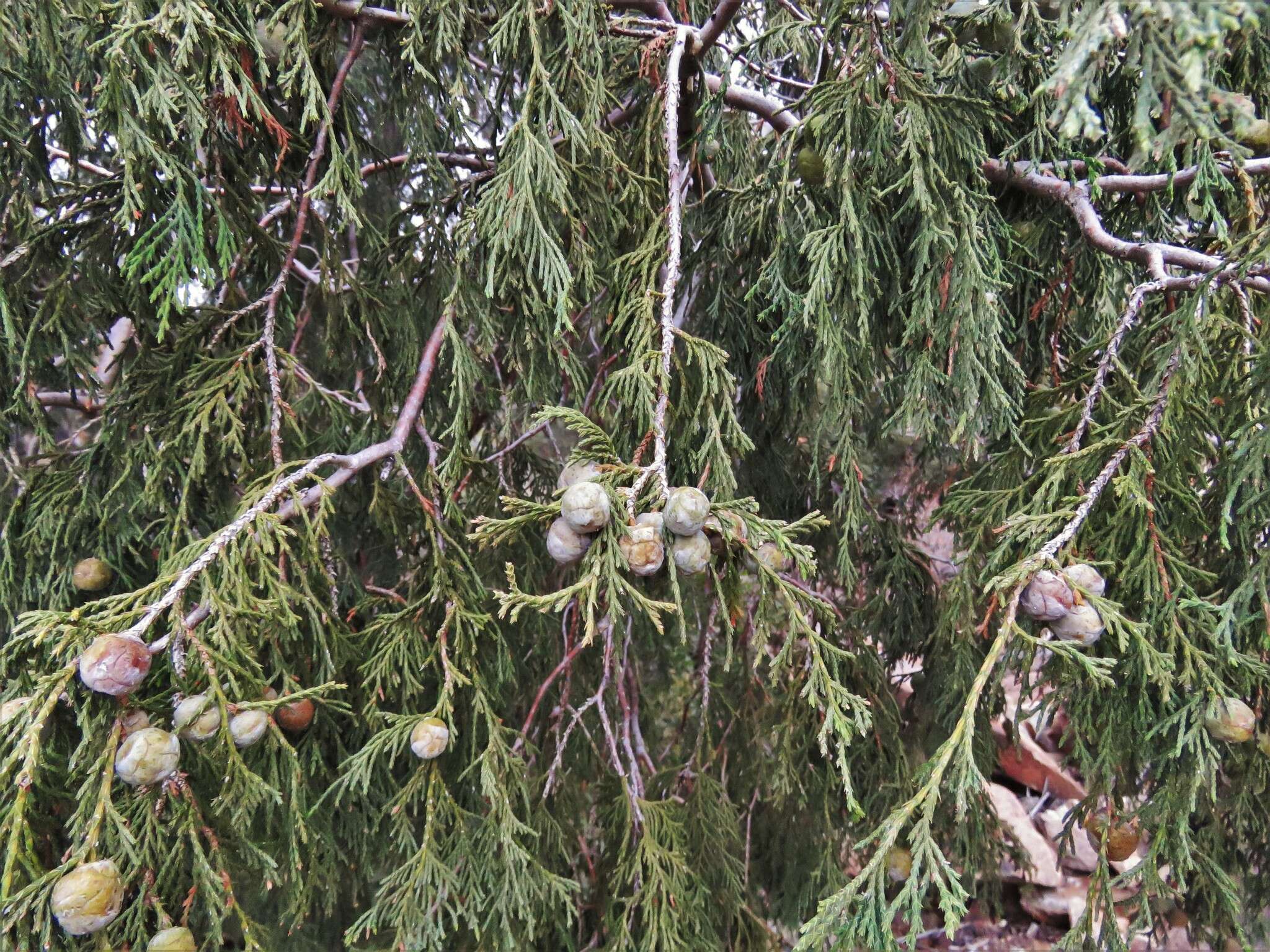 Image of Drooping Juniper