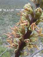 Agave striata subsp. striata resmi
