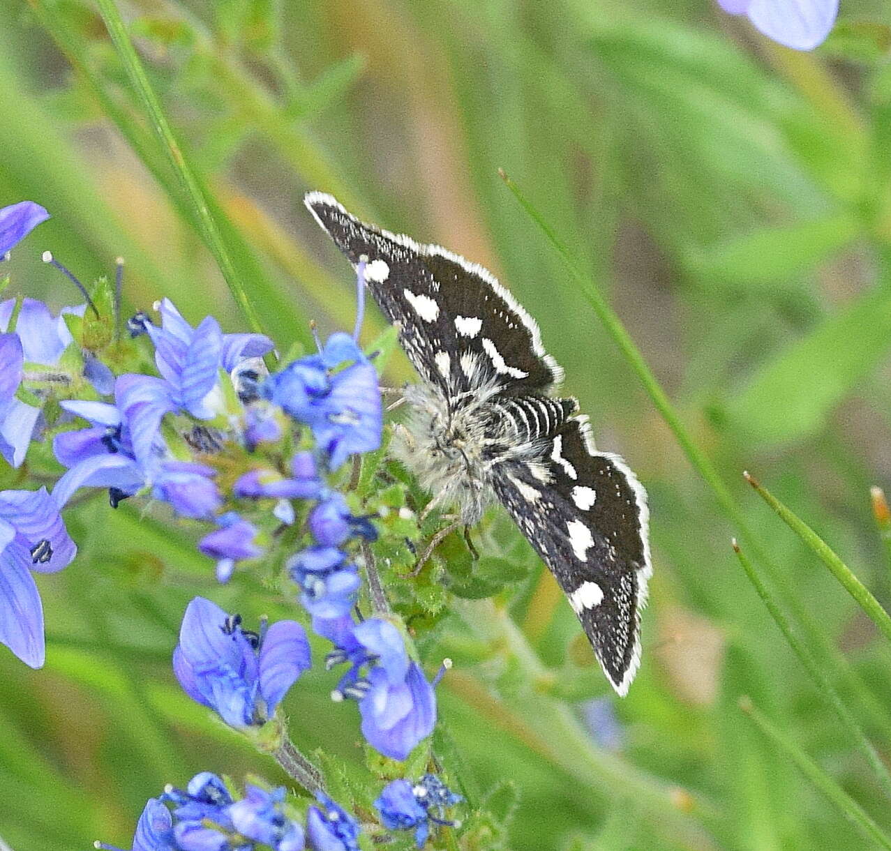 Imagem de Eurrhypis pollinalis