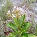 Image of Craspidospermum verticillatum Bojer ex Decne.