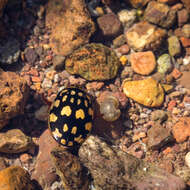 Image of Sunburst Diving Beetle