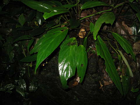 Image of Begonia semilunata Aver.