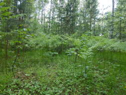 Image of Pteridium latiusculum subsp. pinetorum (C. N. Page & R. R. Mill) Fraser-Jenkins