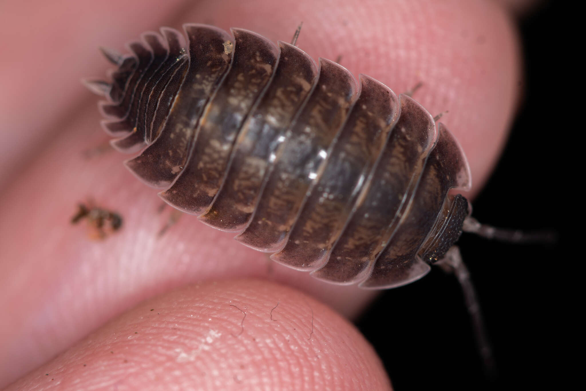 Image of Porcellio obsoletus Budde-Lund 1885