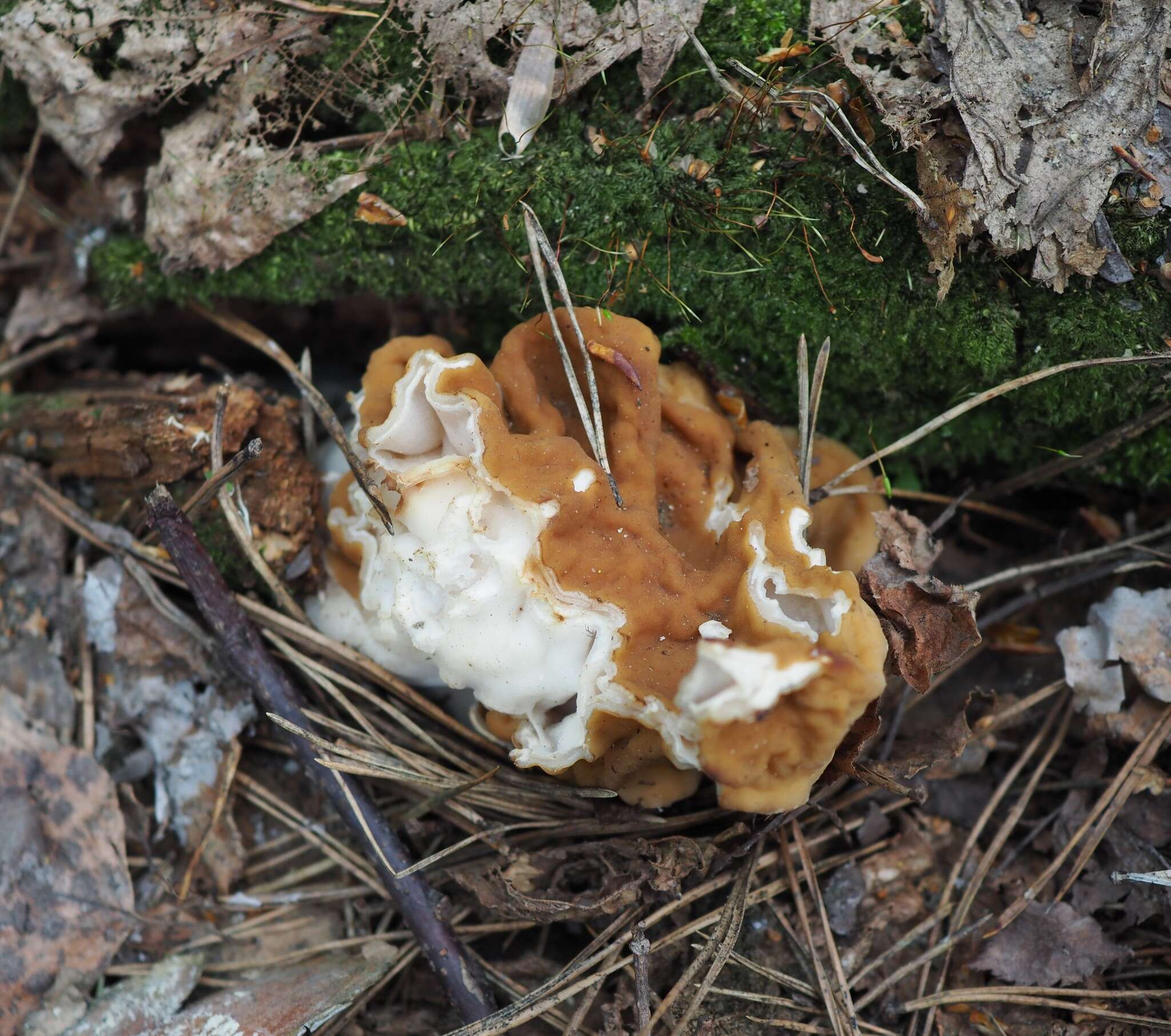 Plancia ëd Gyromitra gigas (Krombh.) Cooke 1878