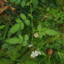 Image of <i>Rubus <i>croceacanthus</i></i> subsp. croceacanthus