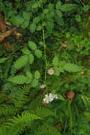 Image of <i>Rubus <i>croceacanthus</i></i> subsp. croceacanthus