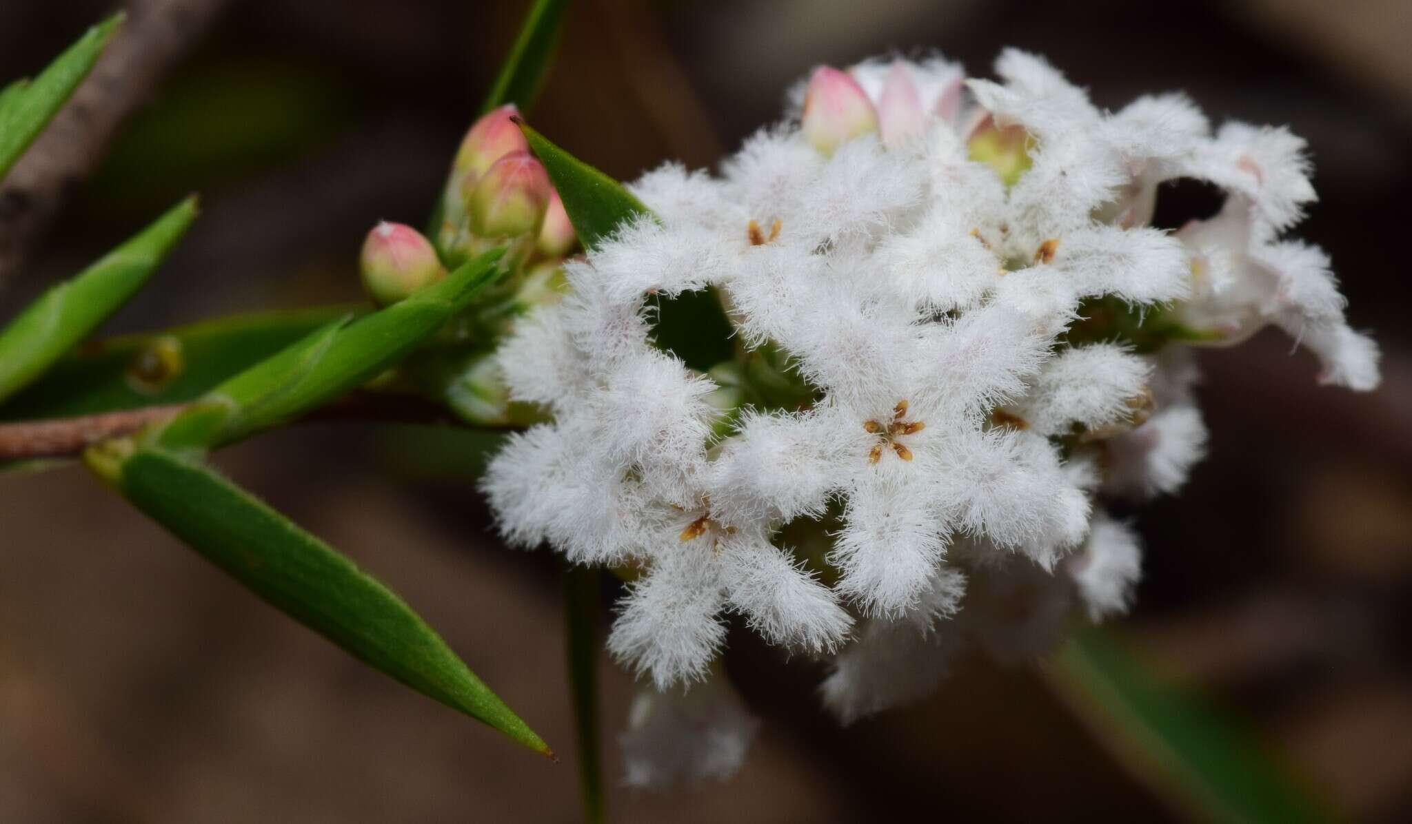 Image of Leucopogon virgatus var. virgatus