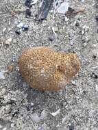 Image of Snail fur hydroid