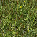 Image of <i>Carex otrubae</i>
