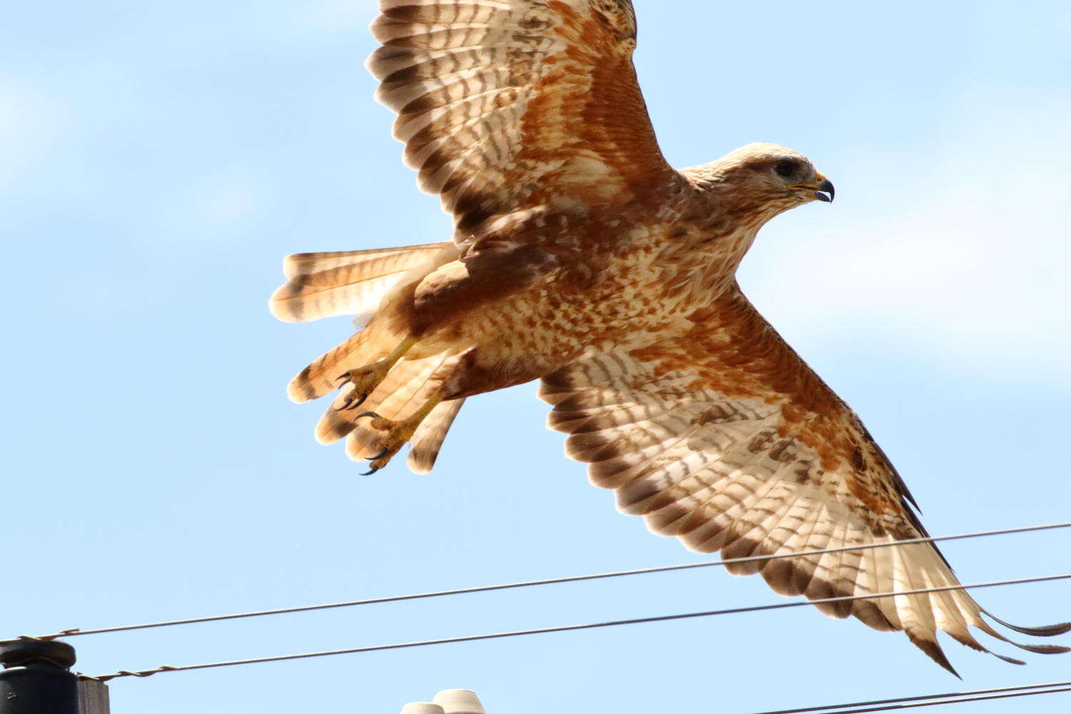 Imagem de Buteo buteo vulpinus (Gloger 1833)