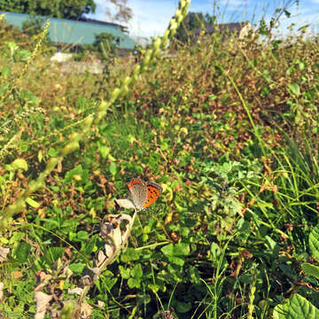 Image of <i>Lycaena phlaeas daimio</i>