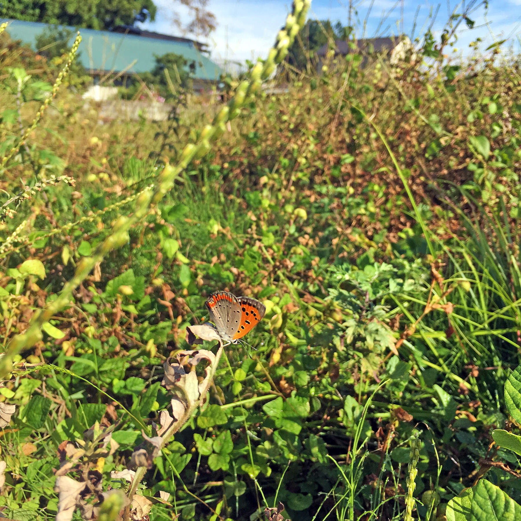 <i>Lycaena phlaeas daimio</i> resmi