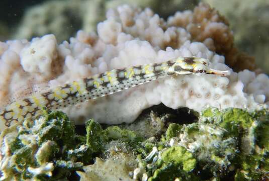 Image of Corythoichthys conspicillatus (Jenyns 1842)