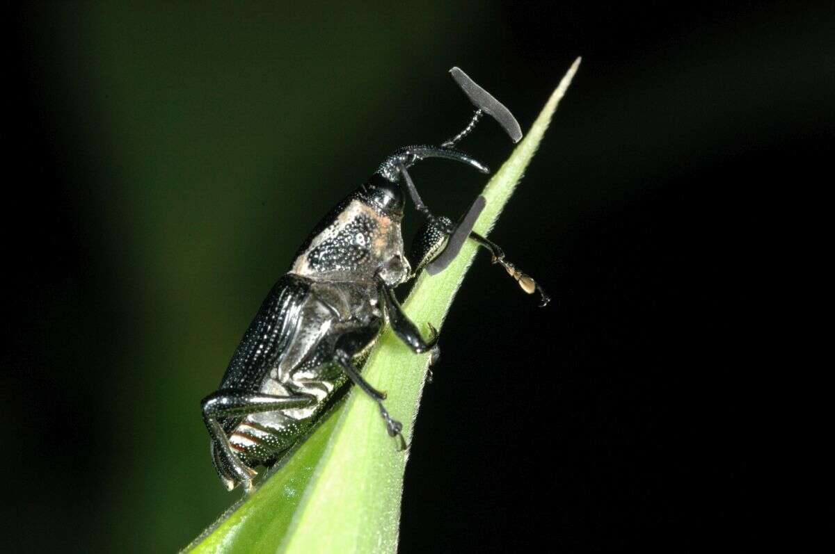 Image of Cercidocerus lateralis Fåhraeus 1845