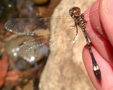 Image of Macrothemis ultima González 1992