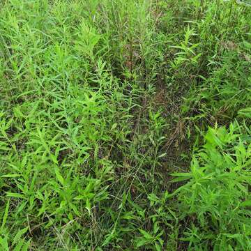 Image of rough bentgrass