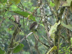 Image of Cloud-forest Pygmy Owl