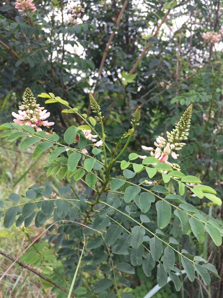 Plancia ëd <i>Indigofera jucunda</i>