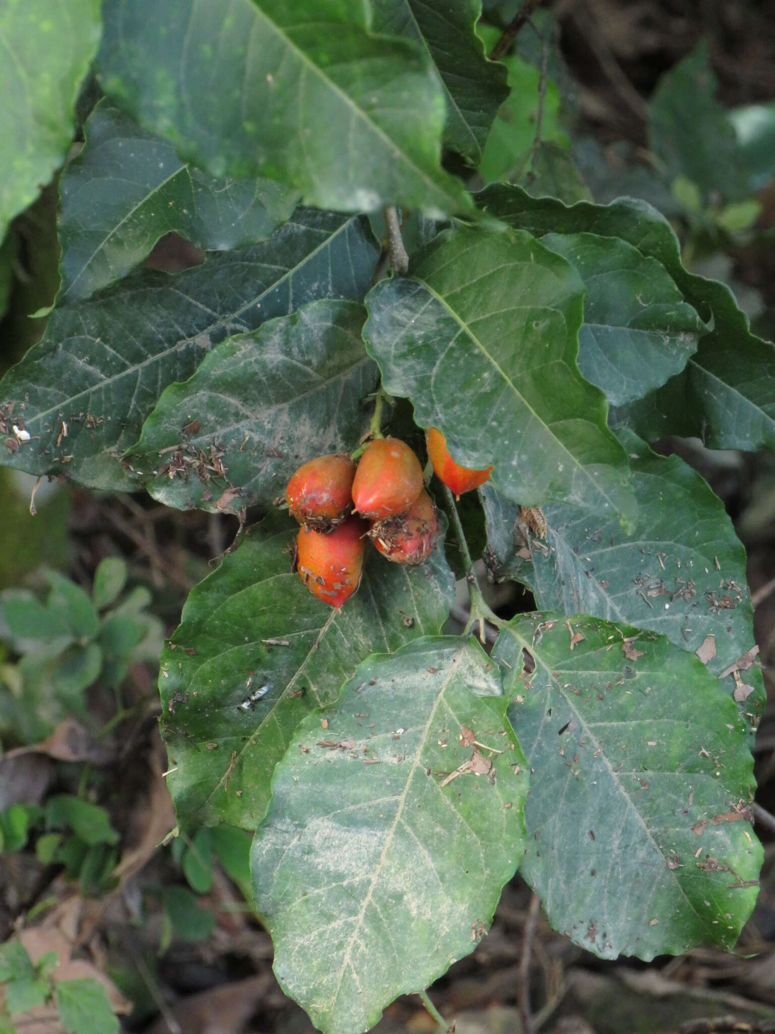 Image of Bunchosia armeniaca (Cav.) Rich.