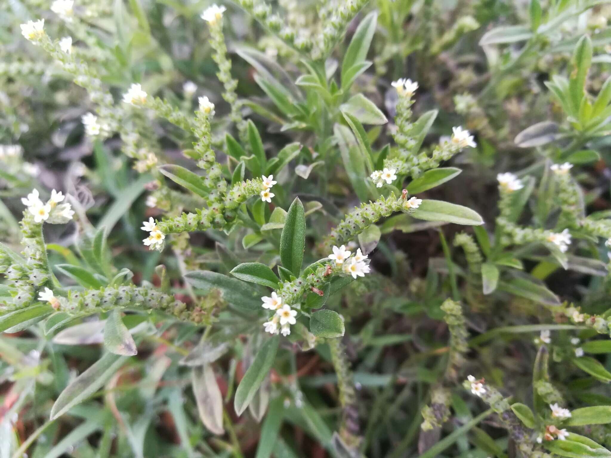 صورة Euploca procumbens (Mill.) Diane & Hilger