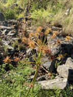 Imagem de Lomatium multifidum (Nutt.) R. P. Mc Neill & Darrach