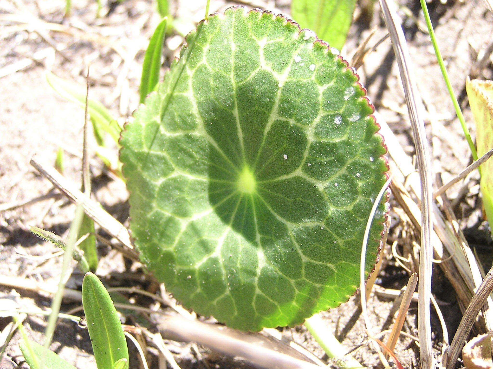 Image of Peltocalathos baurii (Mac Owan) M. Tamura