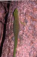 Image of Madagascar Day Gecko