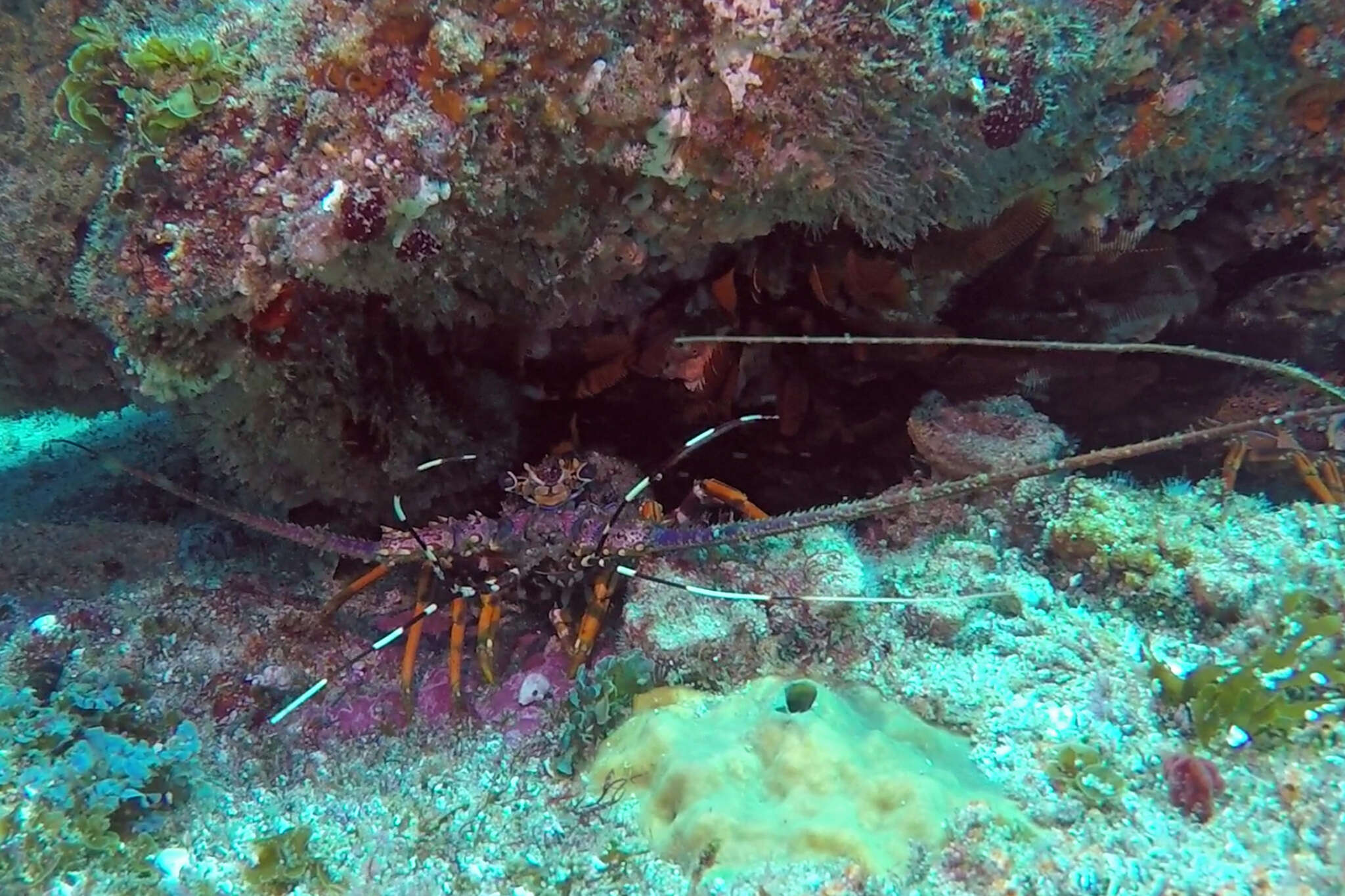 Image of Scalloped Spiny Lobster