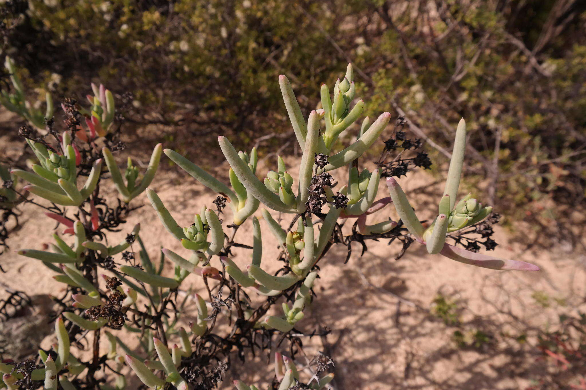 Imagem de Phiambolia longifolia Klak