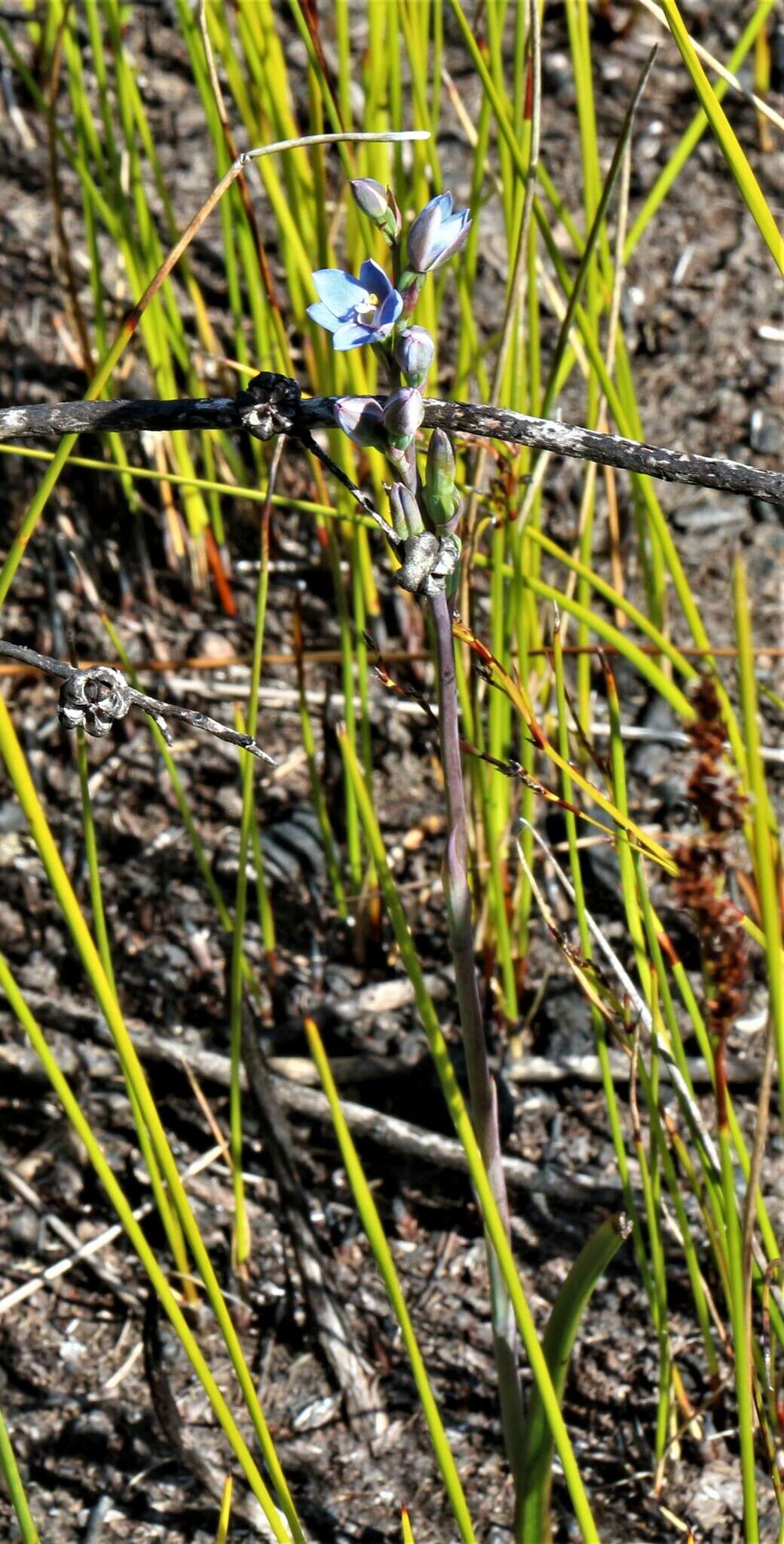 Image of Gumland sun orchid